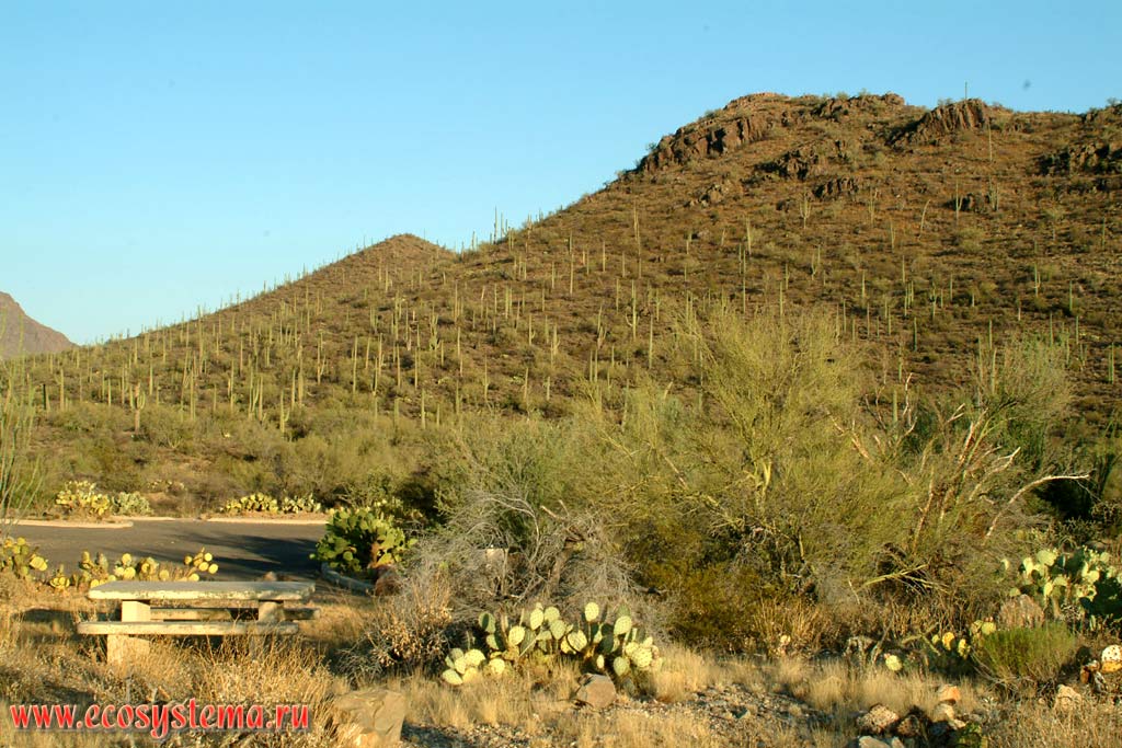 National park The museum of desert. Tucson, Arizona