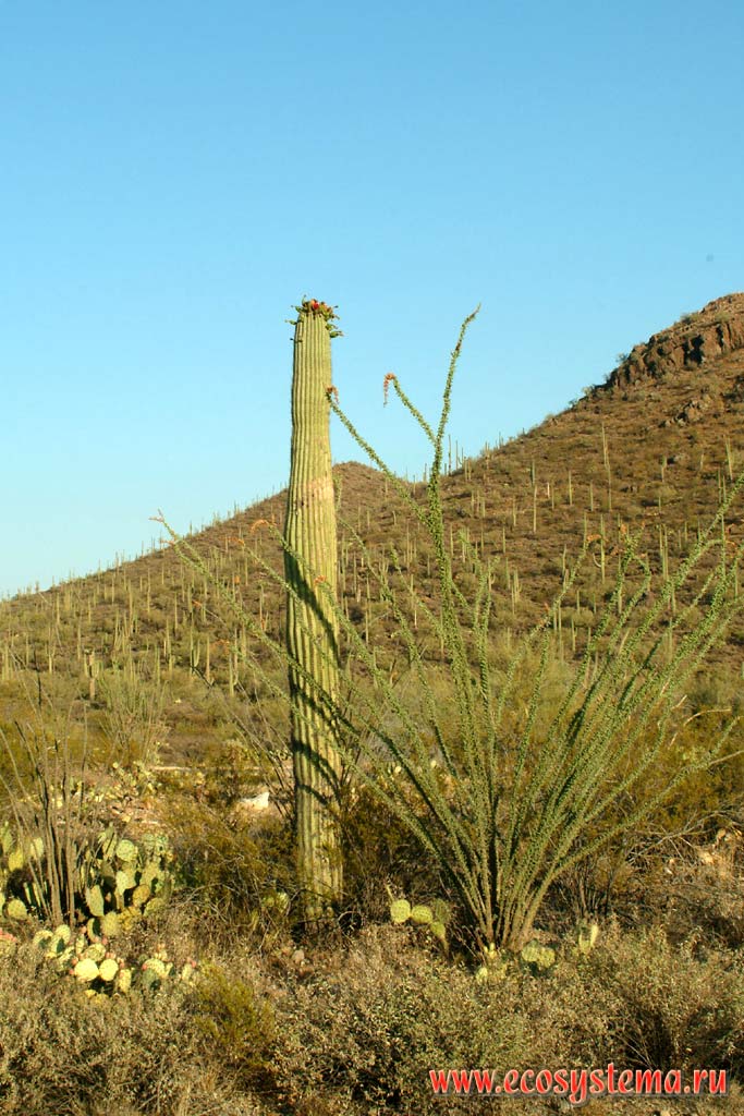 Saguaro Cactus (Carnegiea gigantea = Cereus giganteus). National park The museum of desert. Tucson, Arizona