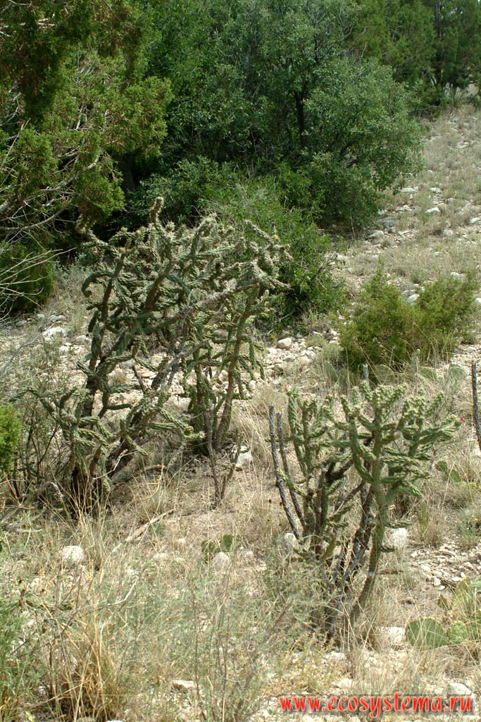 Cactuses in the mountain creek canyon. Arizona near Tucson