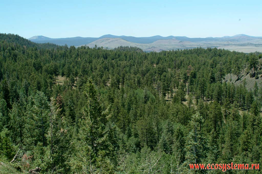 Сосновые (светлохвойные) леса в отрогах плато Колорадо (высота 2000 м над уровнем моря).
Зона степей и пустынь предгорий Кордильер Юго-запада США, штат Аризона