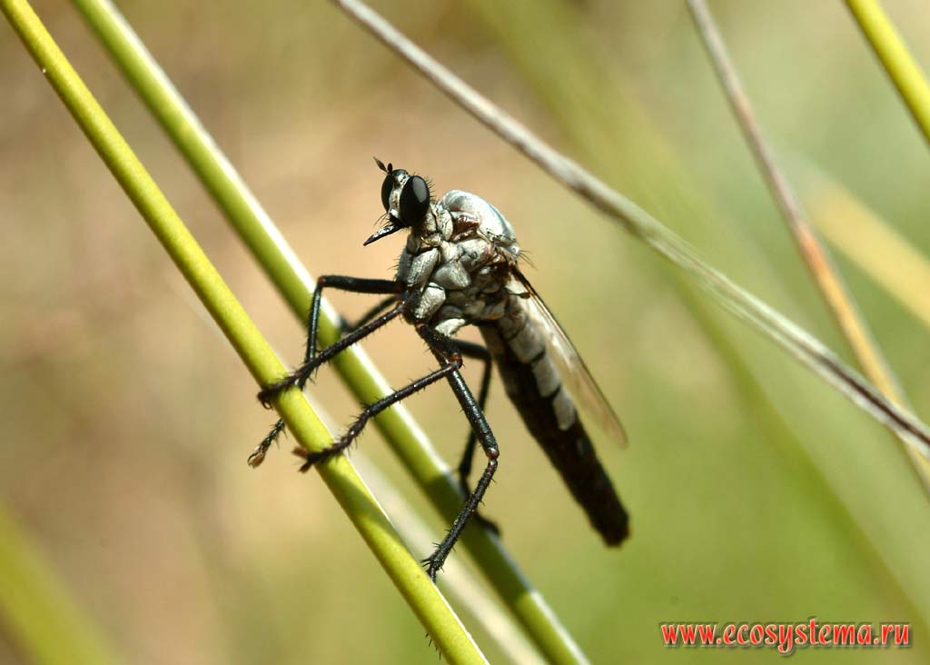 Robber fly (Asilidae sp.)