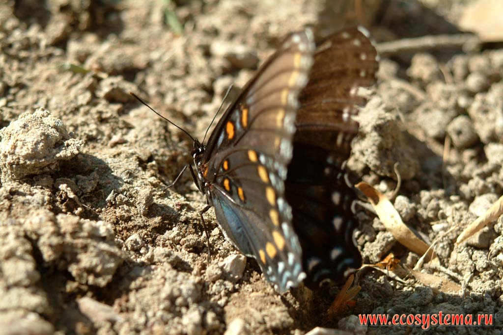 Pipevine (pipe-vine) Swallowtail (Battus philendor)