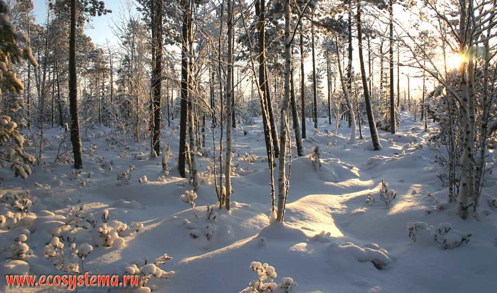Заболоченный лес зимой. Пригород Нефтеюганска