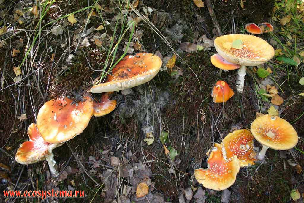 Amanita muscaria - Red fly-agaric