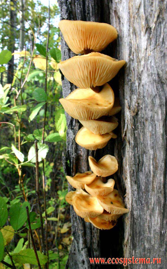 Опенок зимний, или зимний гриб, или фламмулина бархатистоножковая -
Flammulina velutipes