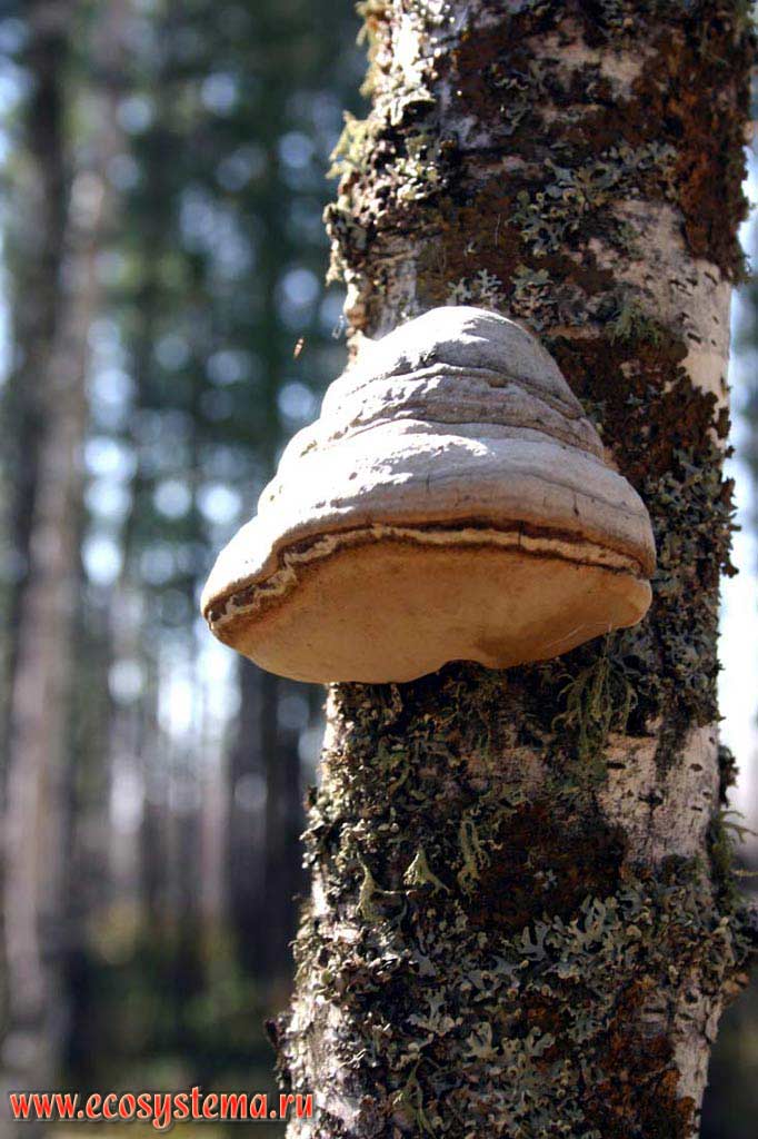Fomes fomentarius - Polypore (bracket-fungus) vulgaris
