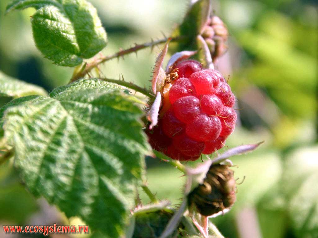 Малина обыкновенная - Rubus idaeus