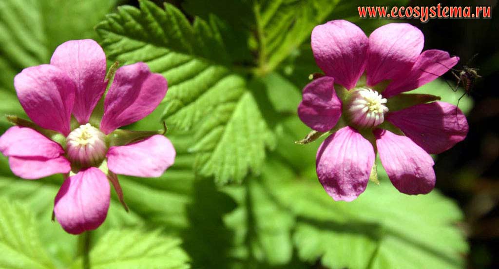 Цветки княженики арктической (поленика, мамура) - Rubus arcticus