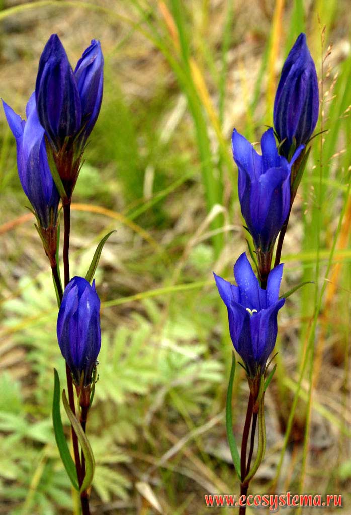 Горечавка легочная (Зверобой синий) - Gentiana pneumonanthe