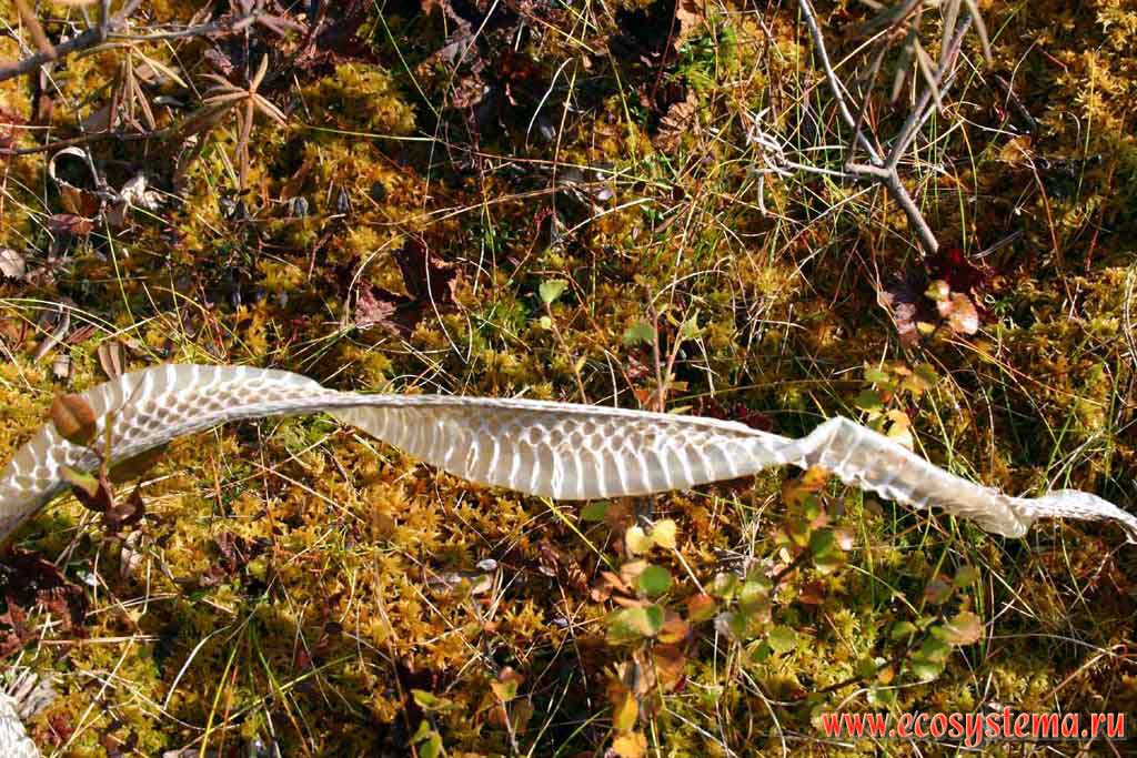 Шкура змеи (предположительно - гадюки обыкновенной - Vipera berus)