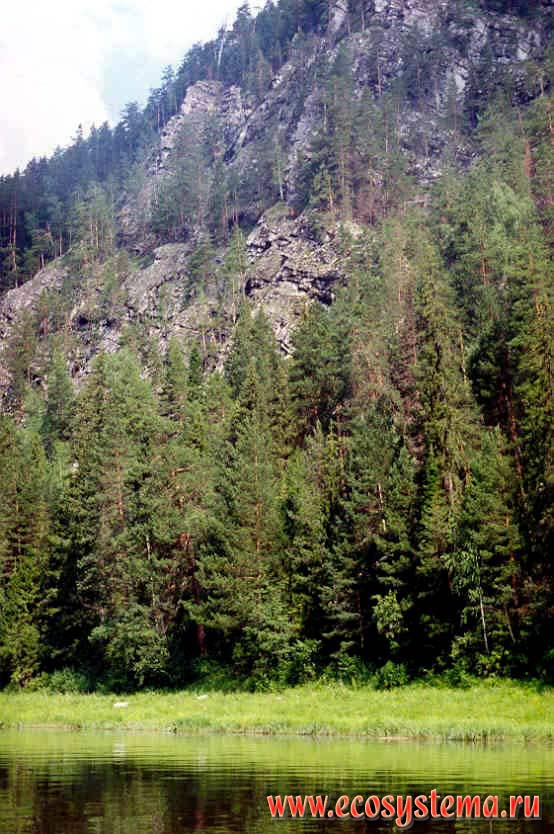 Pine and fir forest on the river cliffs.