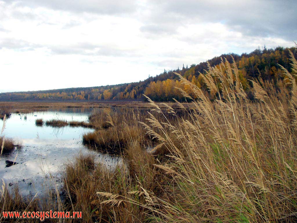 Смешанные леса на берегах озера. Национальный парк Денали (Denali). Горный Запад Северной Америки, Кордильеры Аляски, США, штат Аляска