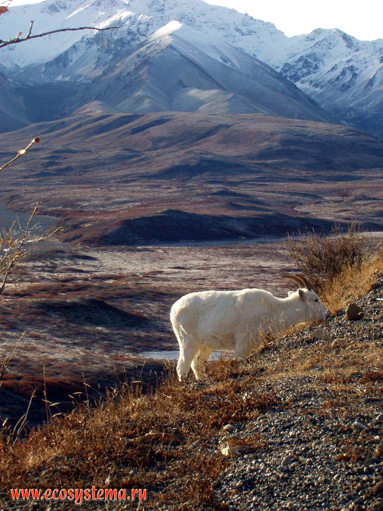 Snow (white) goats. Mountain tundra on the background.
