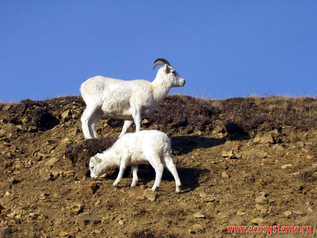 Снежные (белые) козы (Oreamnos americanus). Национальный парк Денали.
Горный Запад Северной Америки, Кордильеры Аляски, США, штат Аляска