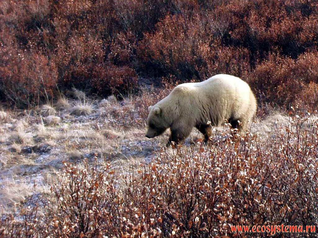 Бурый медведь Гризли (Ursus arctos horribilis) в пойме реки.
Национальный парк Денали. Горный Запад Северной Америки, Кордильеры Аляски, США, штат Аляска