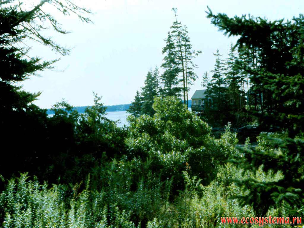 Coniferous forest on the Hog Island.