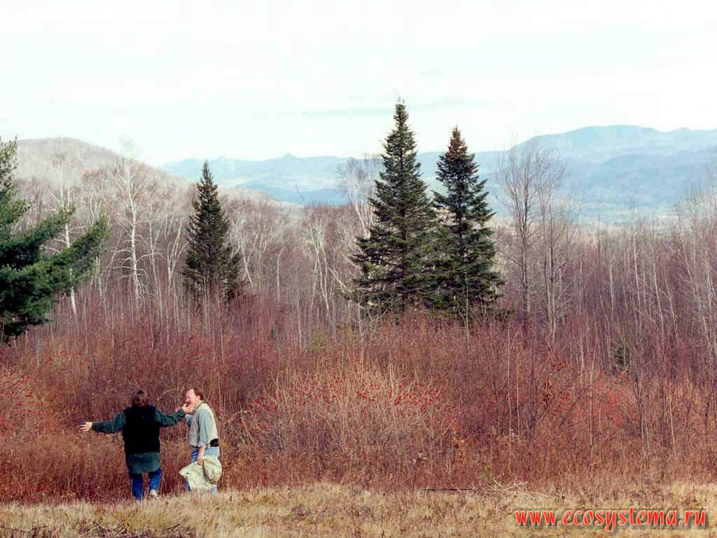 Смешанные леса в Аппалачских горах (Президентские холмы). Североамериканский Восток, США, штат НьюДжерси
