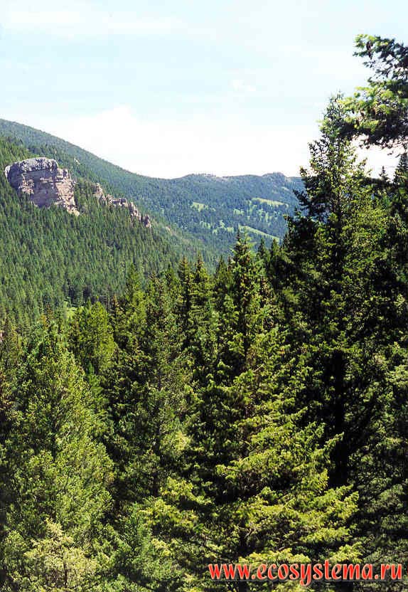 Темнохвойные леса в горной системе Скалистых гор (Rocky Mountains).
Горный Запад Северной Америки, Кордильеры северо-запада США, штат Монтана