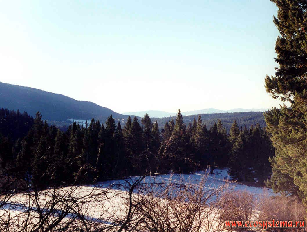 Coniferous forests in the foothills.