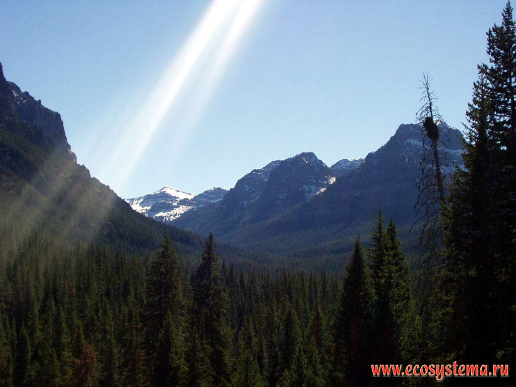 Темнохвойные леса в горной системе Скалистых гор (недалеко от города Бозмэн).
Горный Запад Северной Америки, Кордильеры северо-запада США, штат Монтана