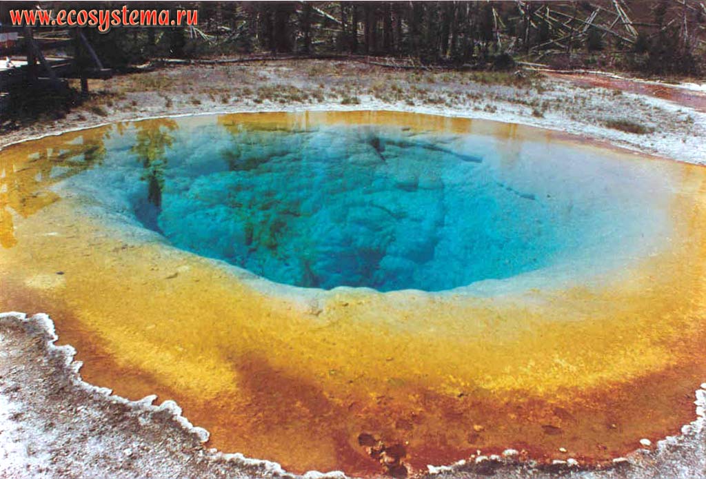 Geyser pool with bacterial sediments
