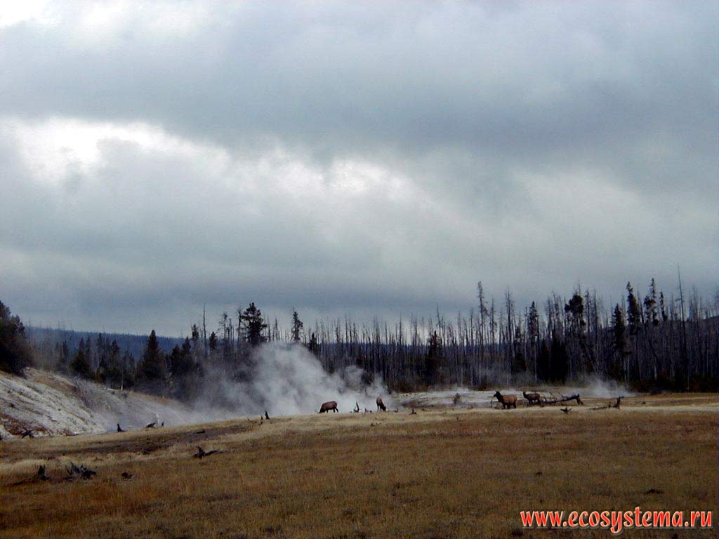 Йеллоустонские гейзеры и олени-вапити на фоне сгоревших в 1988 году темнохвойных лесов.
Йеллоустоунский национальный парк. Горный Запад Северной Америки, Кордильеры северо-запада США, Скалистые горы, штат Вайоминг