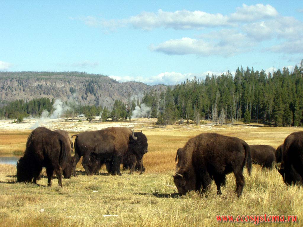 Бизоны (Bison americanus) на пойменных лугах в долине реки Йеллоустон.
Йеллоустоунский национальный парк. Горный Запад Северной Америки, Кордильеры северо-запада США, Скалистые горы, штат Вайоминг