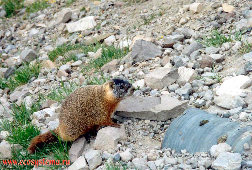 Желтобрюхий сурок - Marmota flaviventris (Yellow-bellied marmot) у своего укрытия (в трубе под дорогой).
Йеллоустоунский национальный парк. Горный Запад Северной Америки, Кордильеры северо-запада США, Скалистые горы, штат Вайоминг