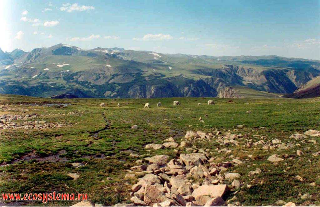 Снежные (белые) козы (Oreamnos americanus) на высокогорном плато (в альпийских лугах) горной системы Скалистых гор.
Йеллоустоунский национальный парк. Горный Запад Северной Америки, Кордильеры северо-запада США, штат Вайоминг