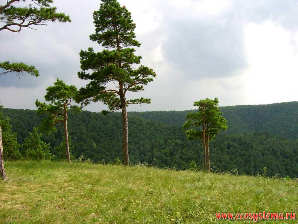 Zhiguli reserve. Watershead meadows on the Strelnaya Hill.