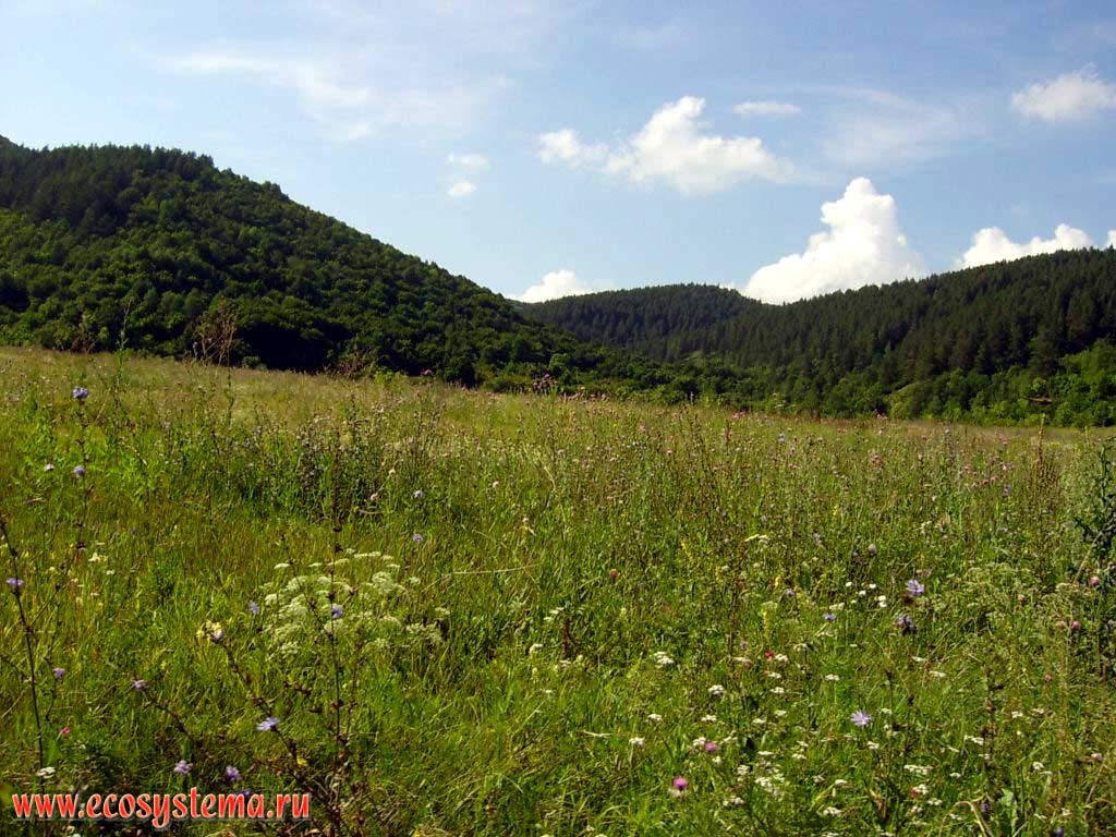 Zhiguli reserve. Watershead meadows.