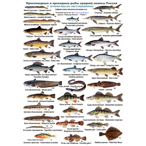 таблица про рыб