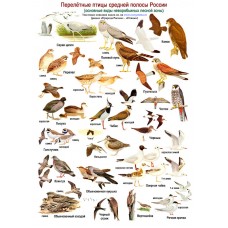 Перелетные птицы. Ламинированная определительная таблица