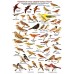 Перелетные птицы. Ламинированная определительная таблица