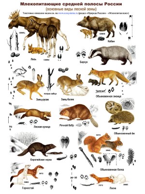 Млекопитающие и их следы