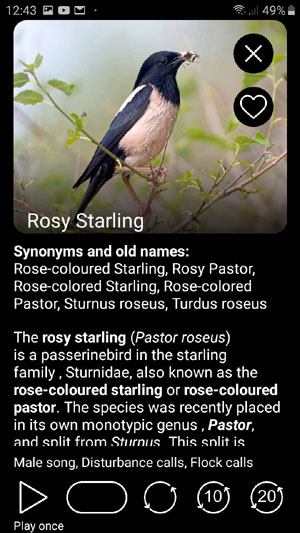 Mobile app Birds of Russia: Field Identification Guide - bird image and text description
