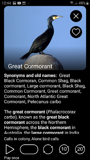 Mobile app Birds of Russia: Field Identification Guide - bird songs playback options