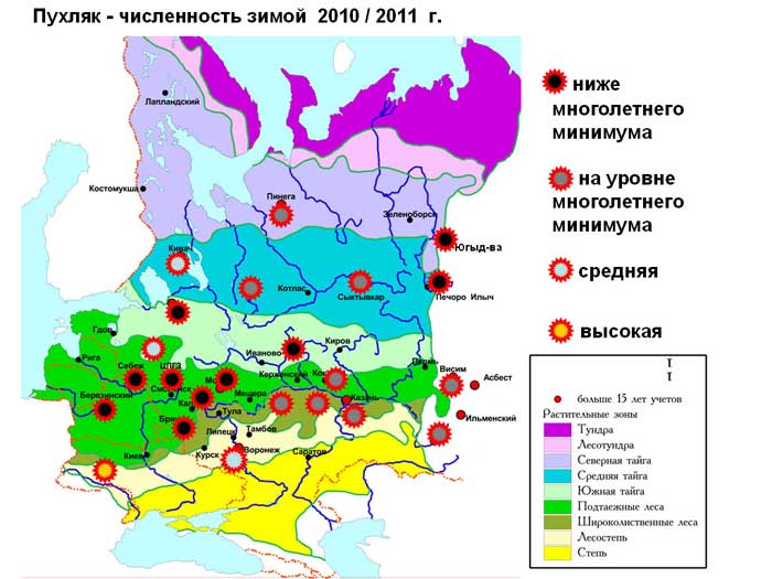 Численность пухляка на Восточно-Европейской равнине зимой 2010/2011 годов