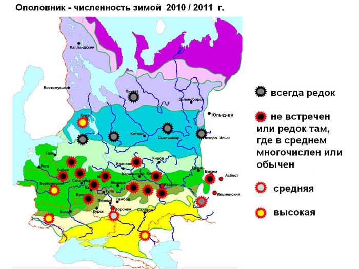 Численность ополовника на Восточно-Европейской равнине зимой 2010/2011 годов