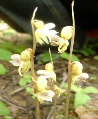 надбородник безлистный - Epipogium aphyllum