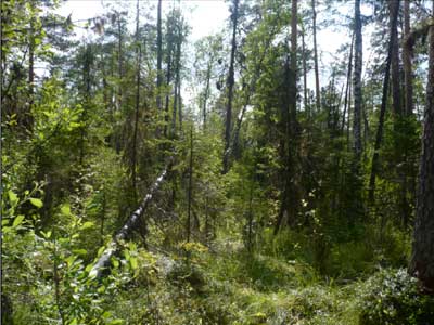 Старый заболоченный сосново-еловый лес по краю болота Лепуновского