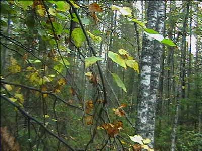 Осиново-березовый лес в 2008 году