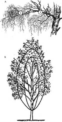 А — разделение ветвей по их роли в кроне:1 — скелетные ветви, 2 — концевые (тонкие) ветви; Б — зоны кроны: I — приствольная, II — средняя, III -периферическая