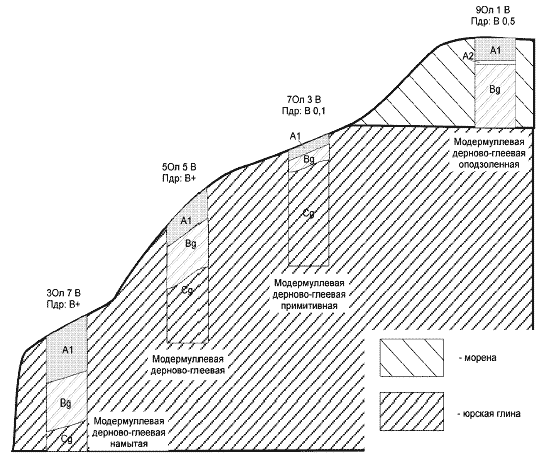 Профиль участка склона, демонстрирующий распределение древесного яруса и почв, в зависимости от склоновых процессов.