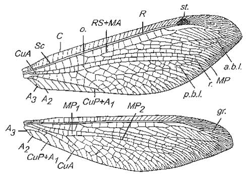 Крылья муравьиного льва Myrmecaelurus trigrammus (Pall.), номенклатура жилок и других крыловых структур