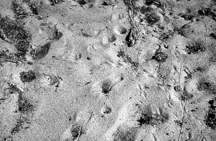 Воронки и следы перемещения личинок Myrmeleon bore (Tjed.) на Балтийском побережье под Петербургом.