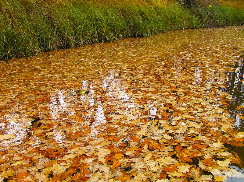 Дубовые листья в воде