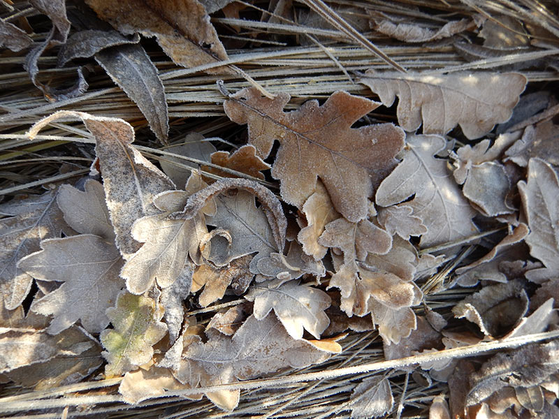 Осенние листья, покрытые изморозью