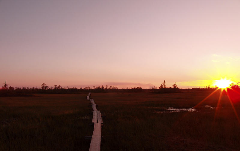 Сибирские болота на закате