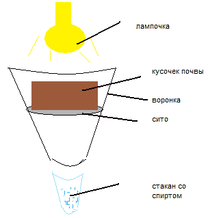 Схема устройства эклектора для сухой выгонки почвенных биспозвоночных
